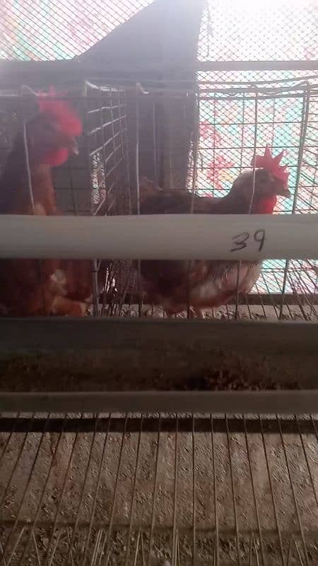 Lohman Brown and Lohman Black. egg laying. . 6