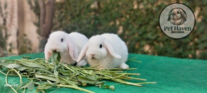 Holland lop bunnies/punch face imported blood line 0