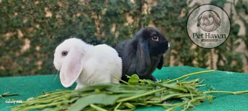 Holland lop bunnies/punch face imported blood line 2