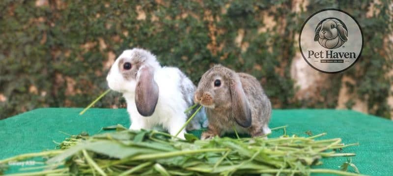Holland lop bunnies/punch face imported blood line 4