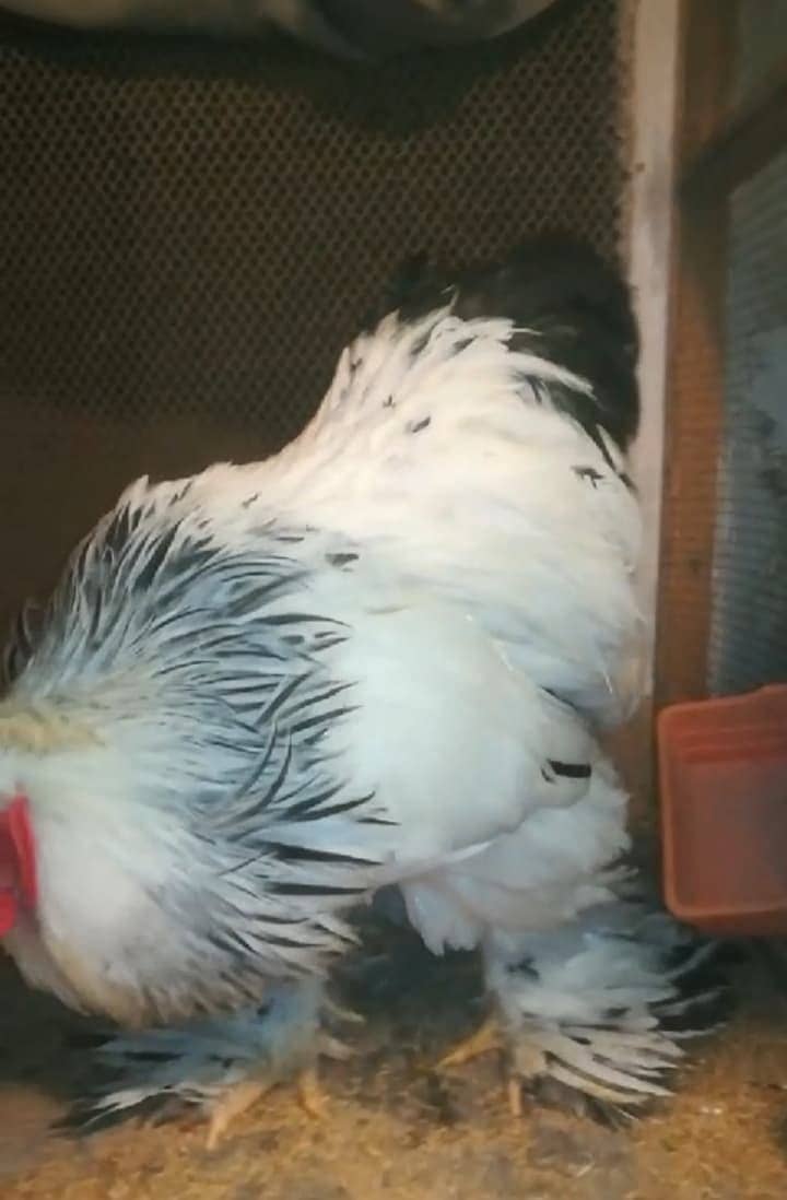 brahma breed chicks contect number 03340295143 0