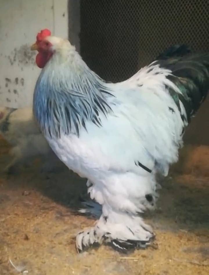 brahma breed chicks contect number 03340295143 1
