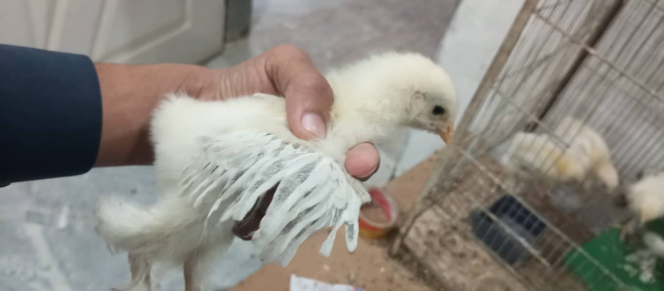 brahma breed chicks contect number 03340295143 2