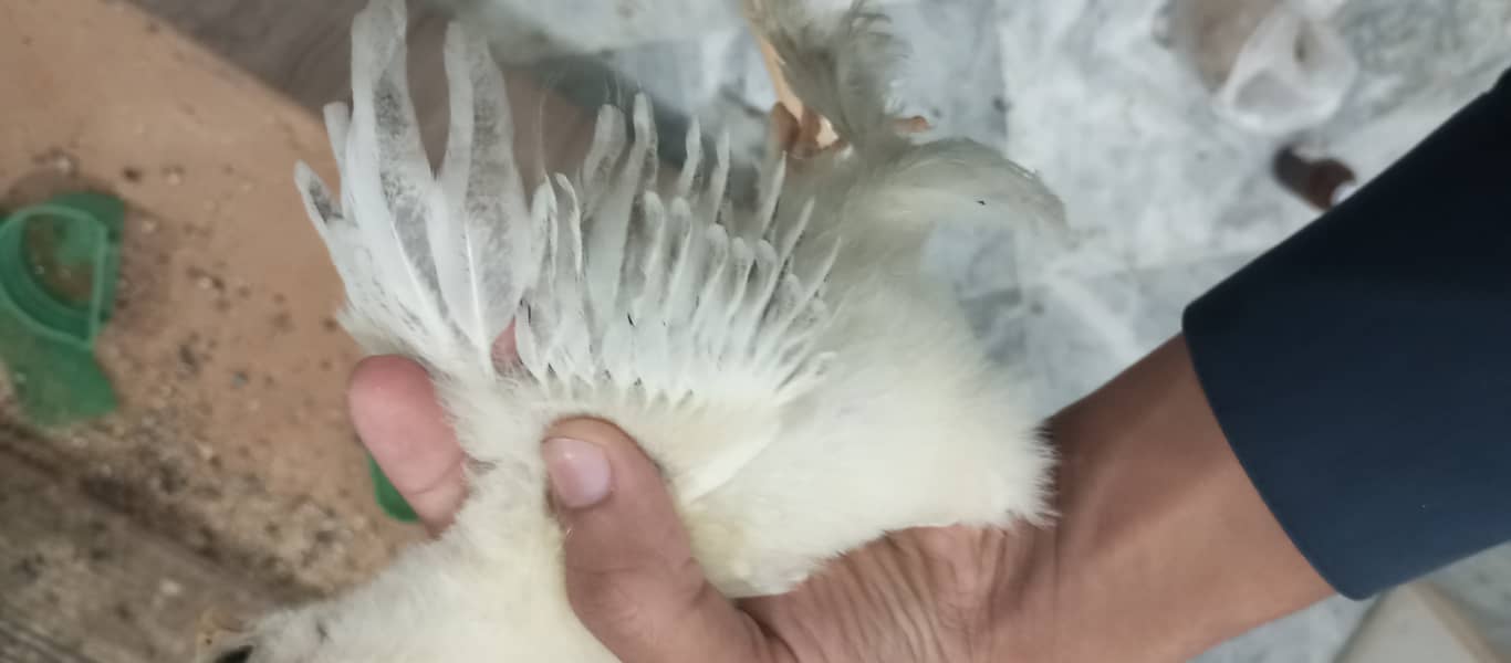 brahma breed chicks contect number 03340295143 3