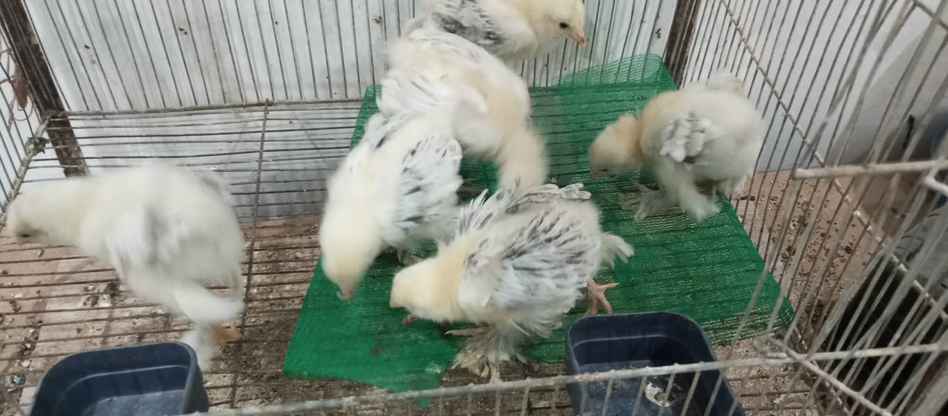 brahma breed chicks contect number 03340295143 4