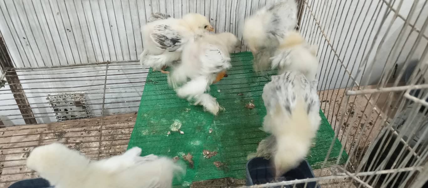 brahma breed chicks contect number 03340295143 5
