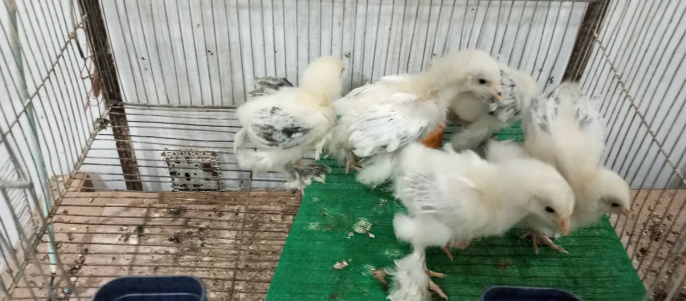brahma breed chicks contect number 03340295143 6