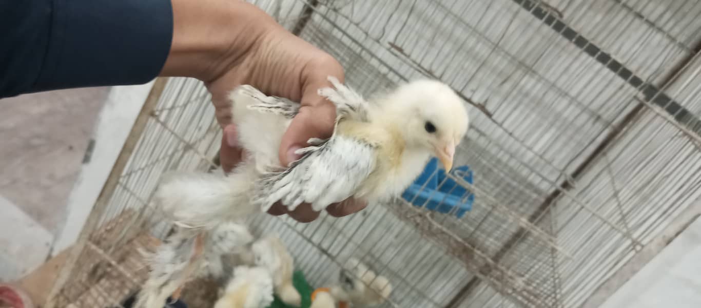 brahma breed chicks contect number 03340295143 7