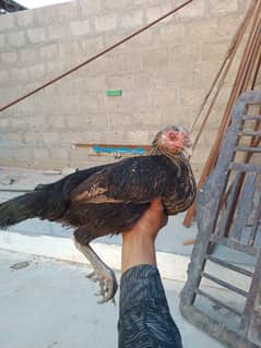 hen