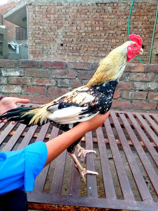 vip "aseel bird" for sale topla Taj khusk nali mazboot Gandgor khusk 0