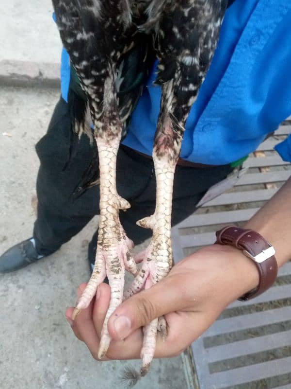 vip "aseel bird" for sale topla Taj khusk nali mazboot Gandgor khusk 1