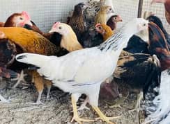 Golden Misri Chicks|pathi|murgi|Desi Golden chuzay pathian hens