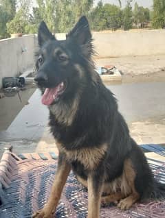 German shepherd dog female arjent sale health full 03067531413 cl & wt