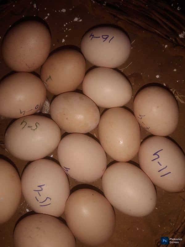 Golden Buff Eggs Available. 1
