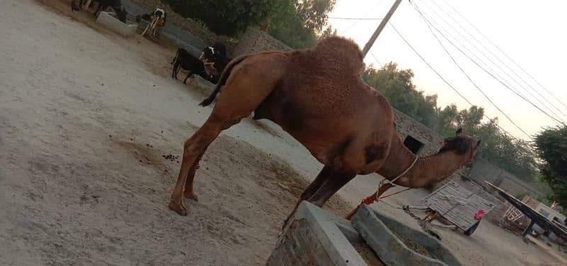 camel for sale. . . 0