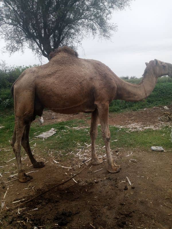 camel for sale. . . 1