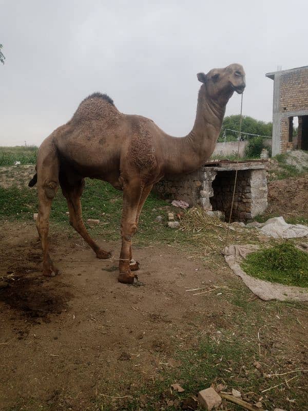 camel for sale. . . 3