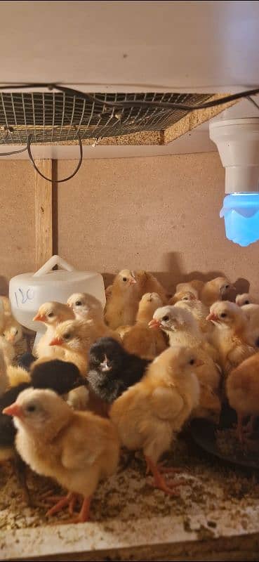 1 WEEK OLD GOLDEN MISRI CHICKS 0