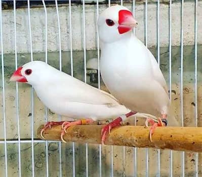 White & Grey Java Breeder Pairs Available - Finches - 1100495633
