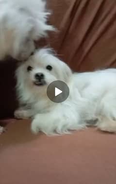 shih