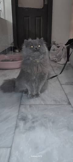 Persian
