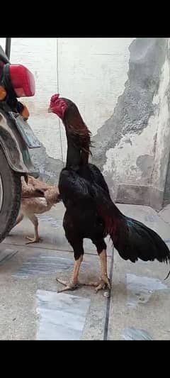 Japense O Size Shamo Pair & Thai Burmi Hen For Sale