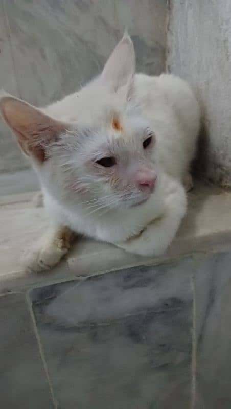 buhat acha billa h jisko Lena h WhatsApp number 03409384265 1