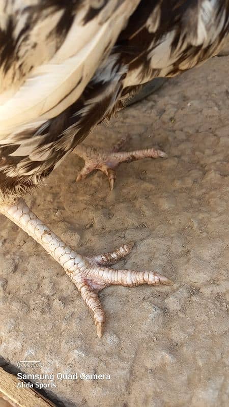 Aseel Hen (female) 1