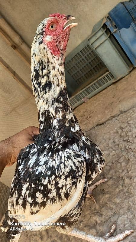 Aseel Hen (female) 2