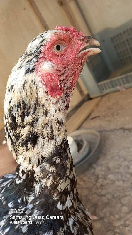 Aseel Hen (female) 3