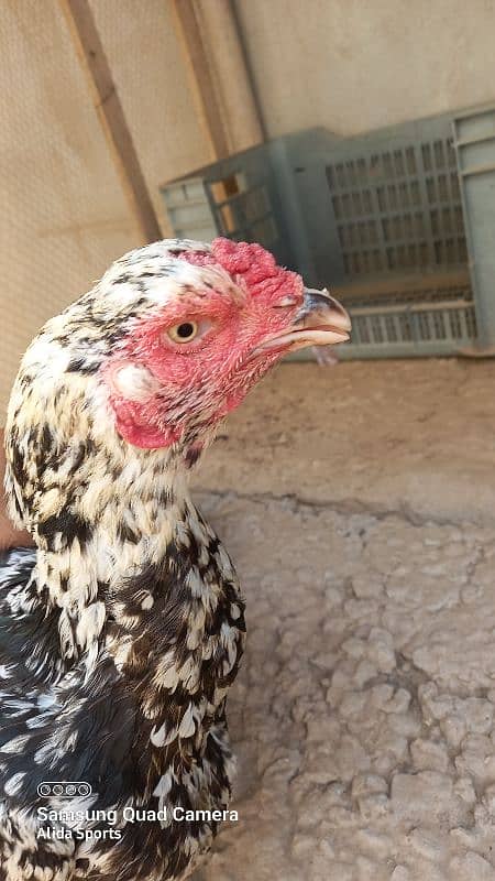 Aseel Hen (female) 4