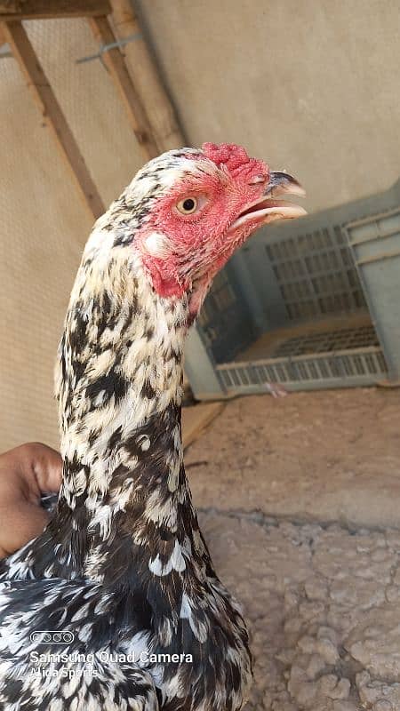Aseel Hen (female) 6