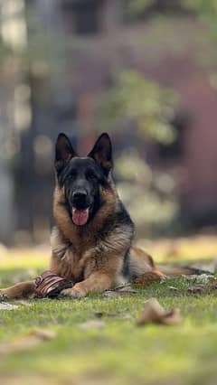 German