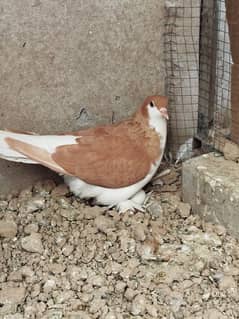 100% breeder Pair
