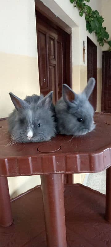 itlian Fancy rabbit for sale. 0