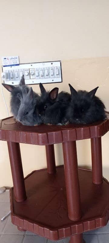 itlian Fancy rabbit for sale. 1