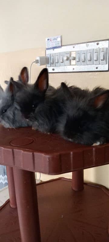 itlian Fancy rabbit for sale. 2