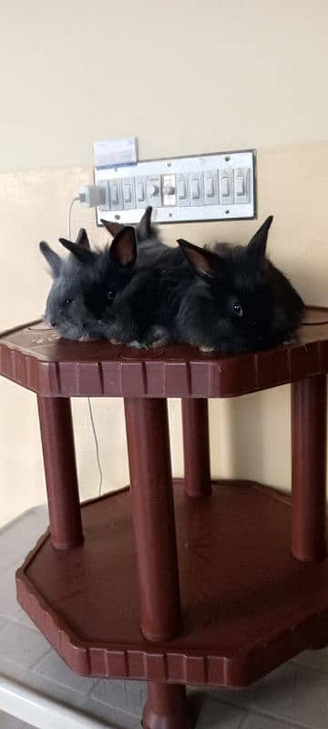 itlian Fancy rabbit for sale. 3