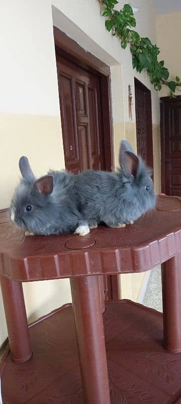 itlian Fancy rabbit for sale. 4