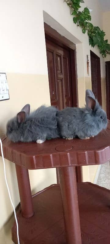 itlian Fancy rabbit for sale. 5