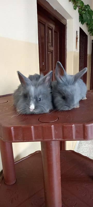 itlian Fancy rabbit for sale. 6