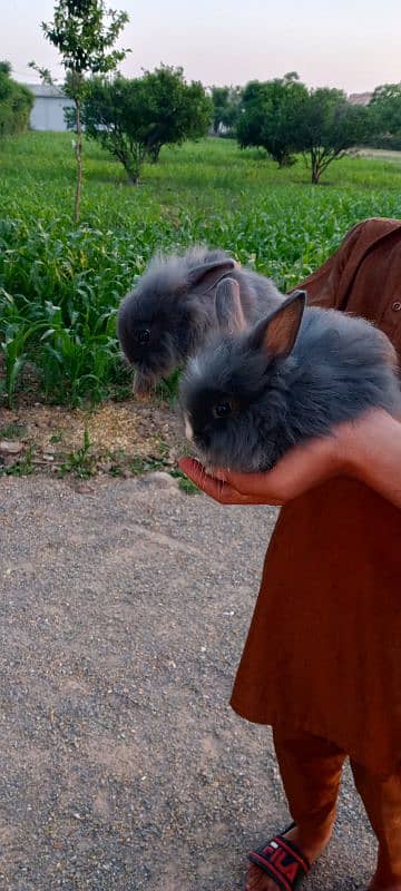 itlian Fancy rabbit for sale. 7