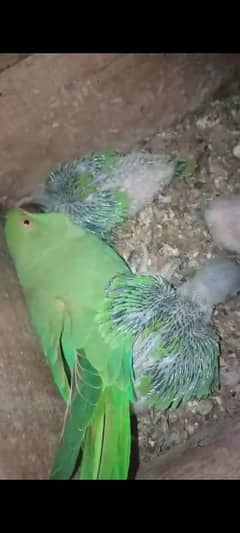 all parrot chicks