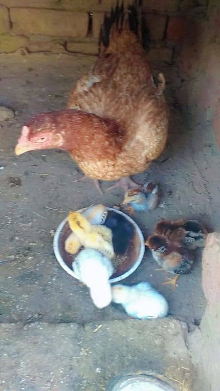 7chicks with hen just only 8000 0