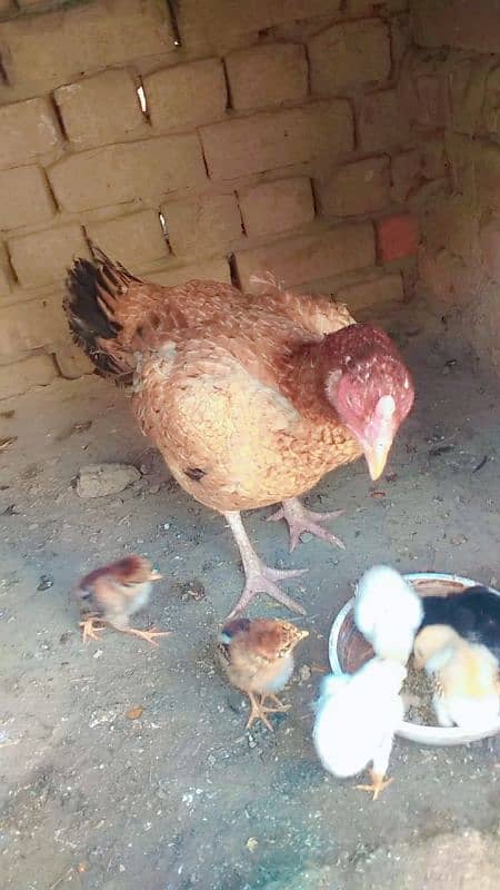 7chicks with hen just only 8000 1