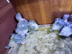 Kashmiri chicks