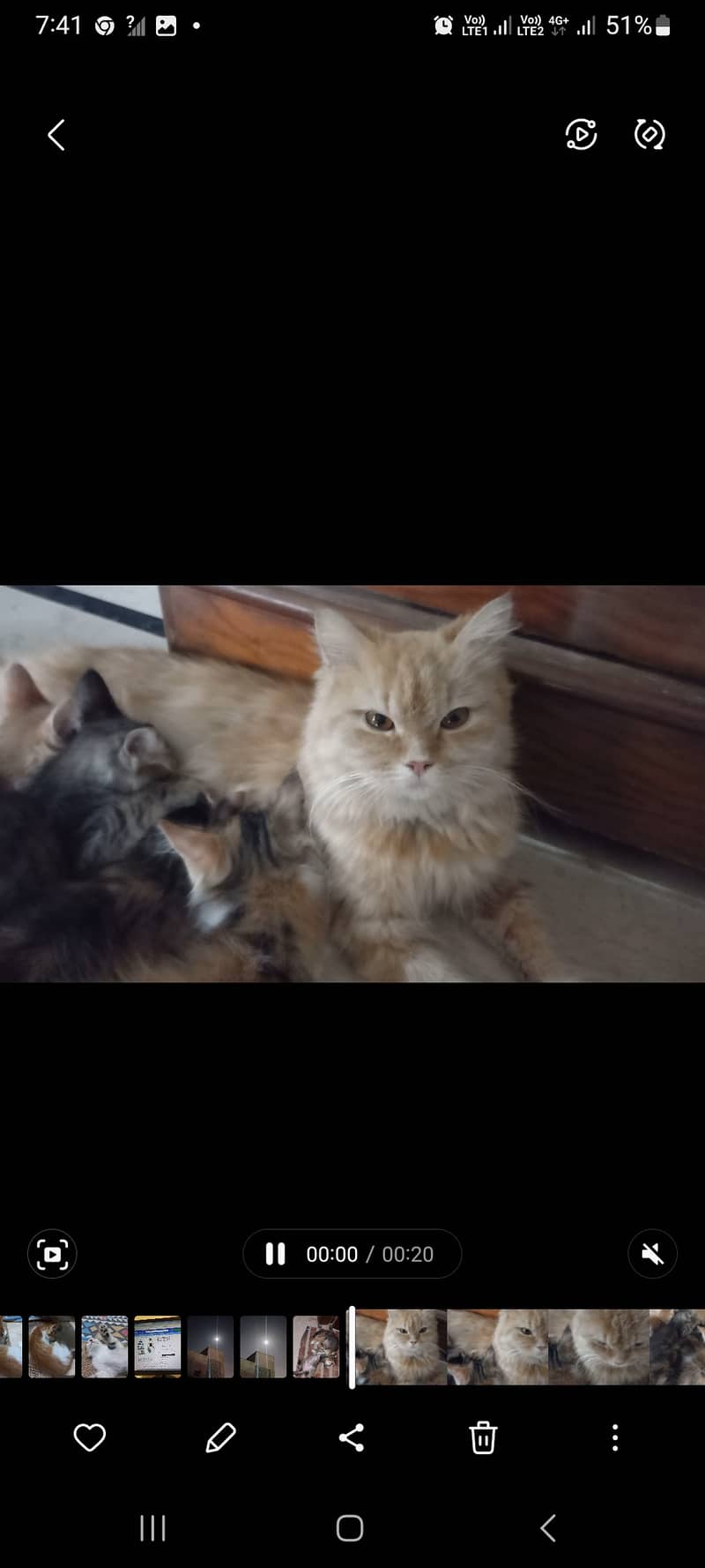 Persian cat with kittens 0