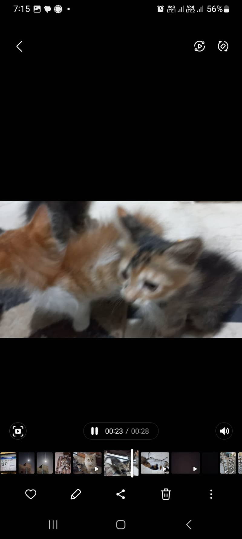 Persian cat with kittens 1