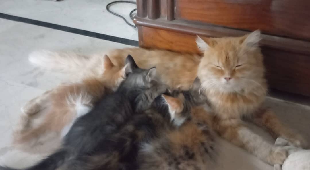 Persian cat with kittens 2