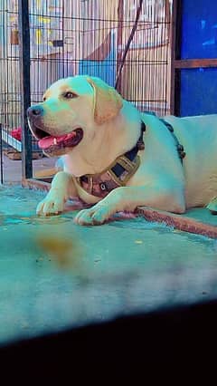 Female Labrador – 9 Months Old – Vaccinated